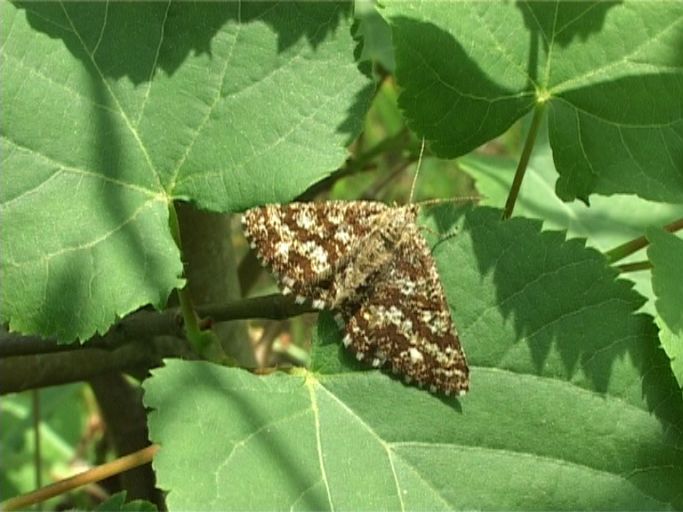 Heidespanner ( Ematurga atomaria ), Weibchen : Am Niederrhein, Biotop, 22.05.2007